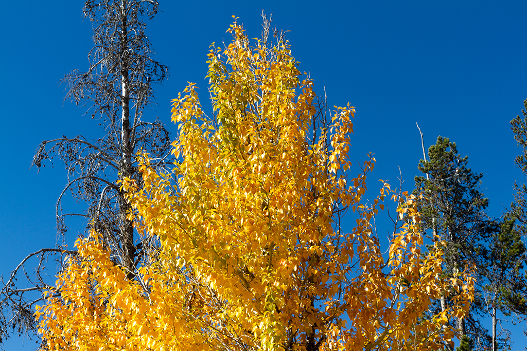 10-01 - 02.jpg - Redfish Lake, ID